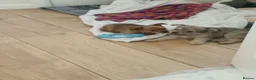 Jack Chi dogs for sale: Jack chi puppies for sale - Advert 4