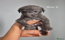 Bedlington Terrier dogs for sale: Beddlington Terrier x Whippet  - Image 5