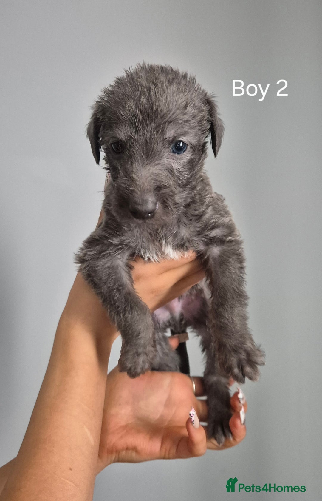Bedlington Terrier dogs for sale: Beddlington Terrier x Whippet  - Image 5