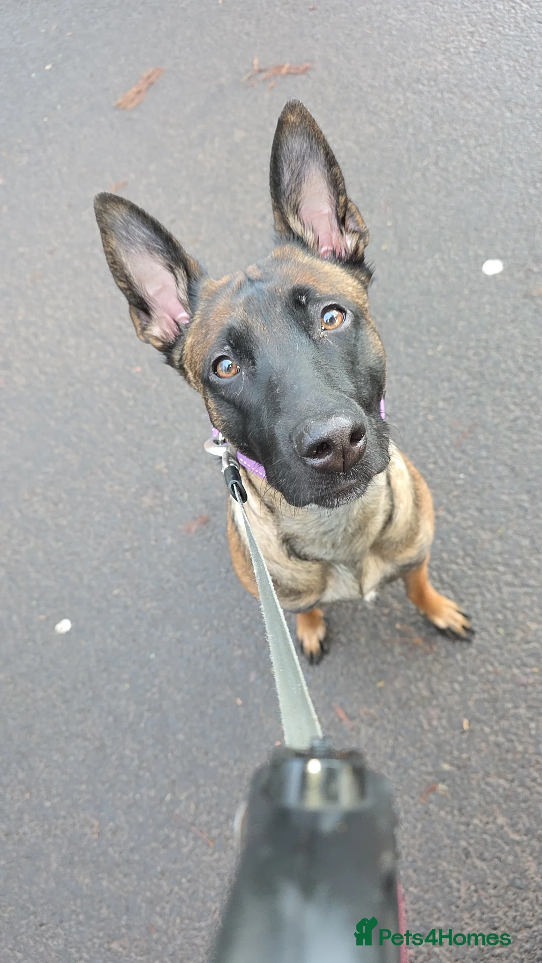 Belgian Shepherd Dog dogs for sale: Belgian malinois  - Advert 2