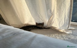 Domestic Shorthair cats for sale: Grey tabby - Image 5