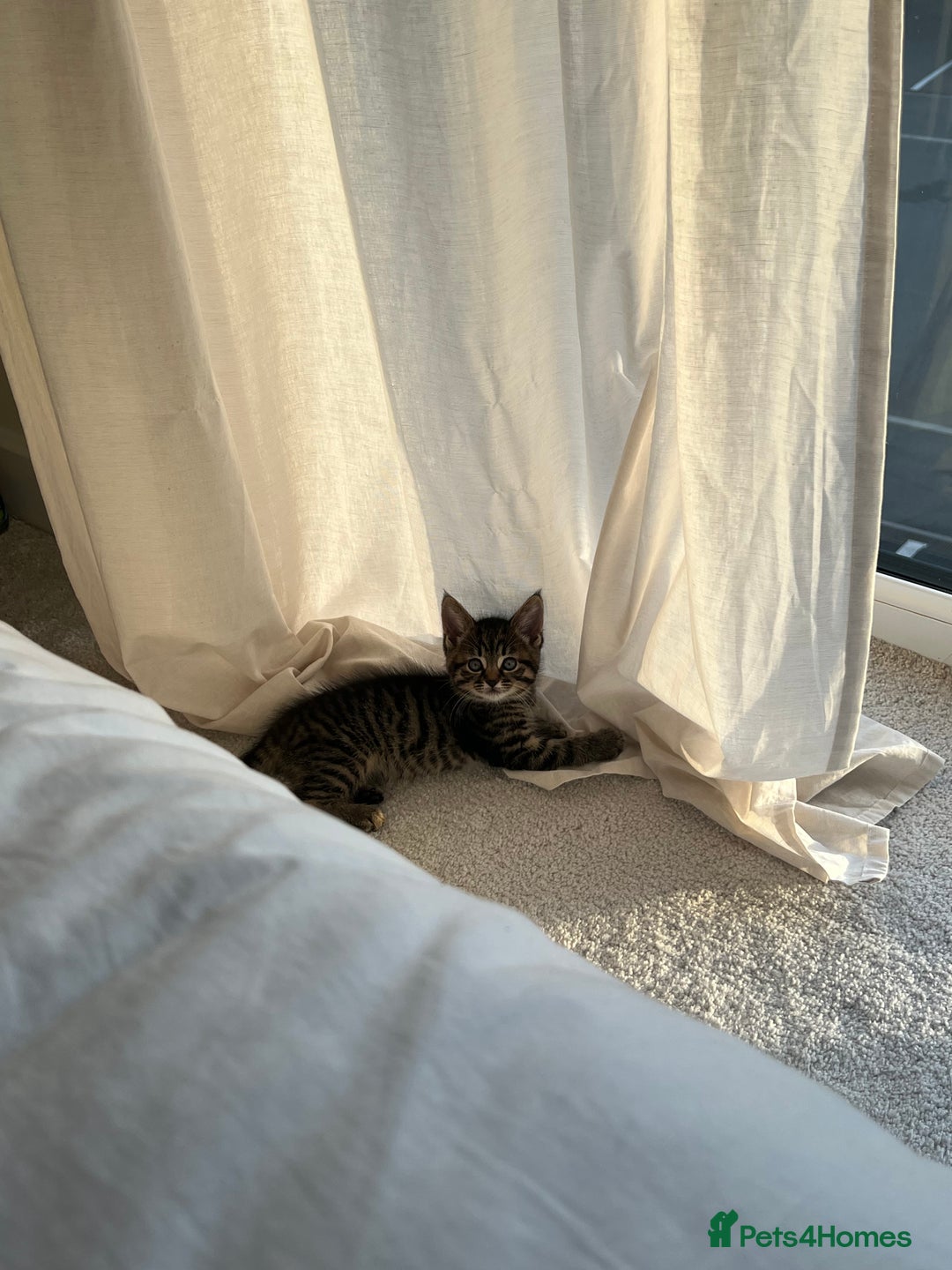 Domestic Shorthair cats for sale: Grey tabby - Image 5