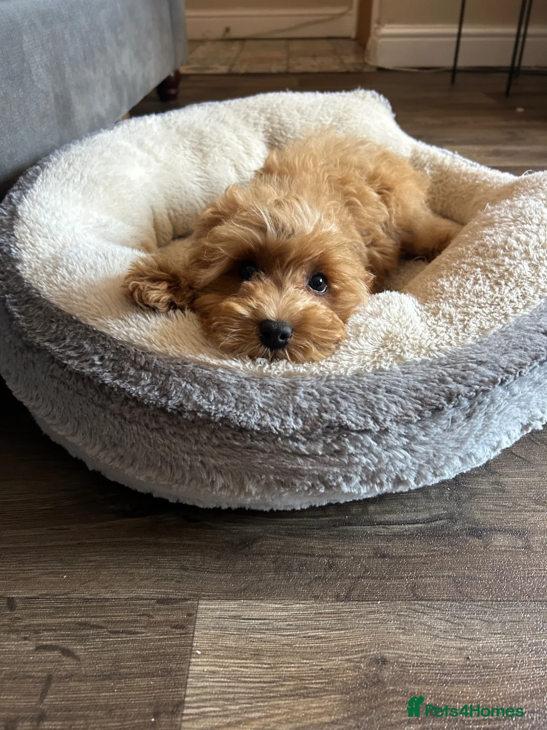 Cavapoo dogs for sale: Multigenerational Australian labradoodle cavapoo  - Advert 2