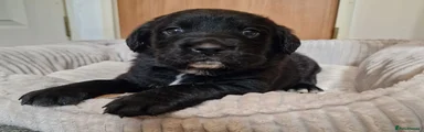 Springador 2