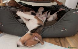 Jug dogs for sale: 🐶 3-Month-Old Male Puppy for Sale 🐾 - Image 7