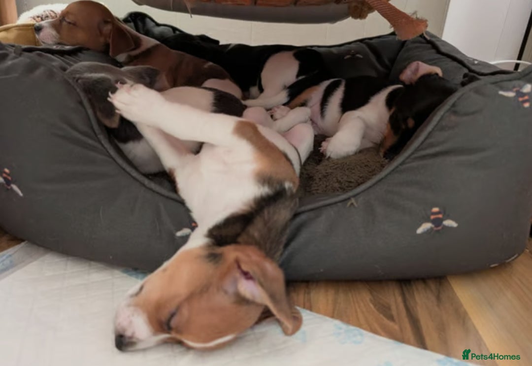 Jug dogs for sale: 🐶 3-Month-Old Male Puppy for Sale 🐾 - Image 7