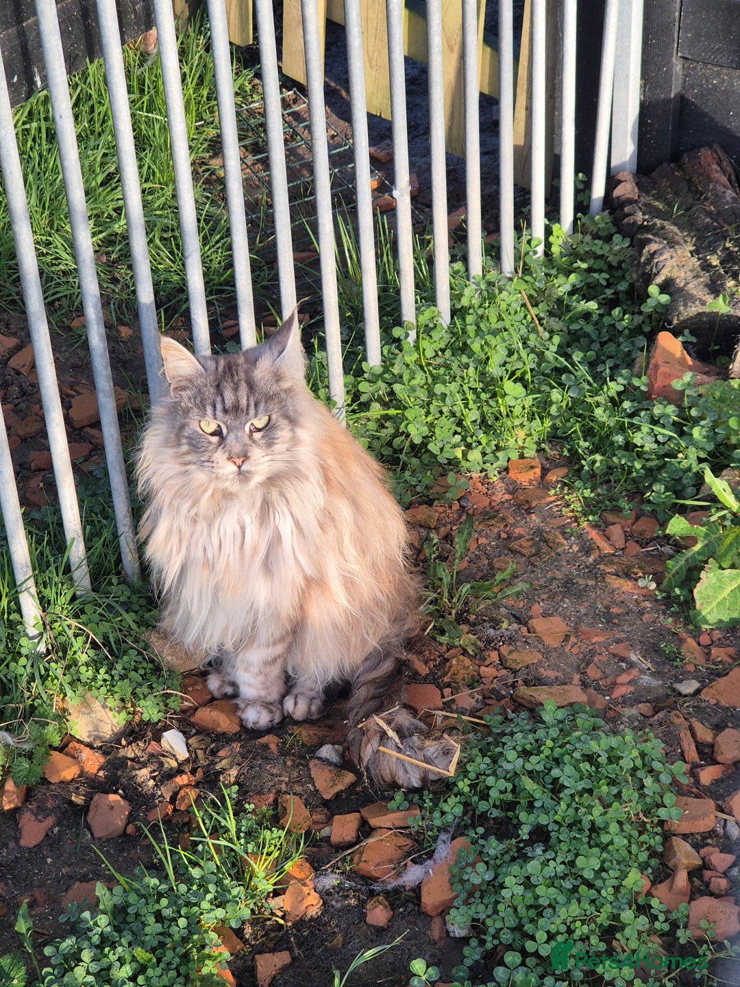 Maine Coon cats for sale: Maine Coon Group - Advert 3