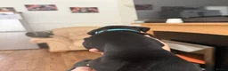 Cane Corso dogs for sale: Cane corso puppies - Advert 22