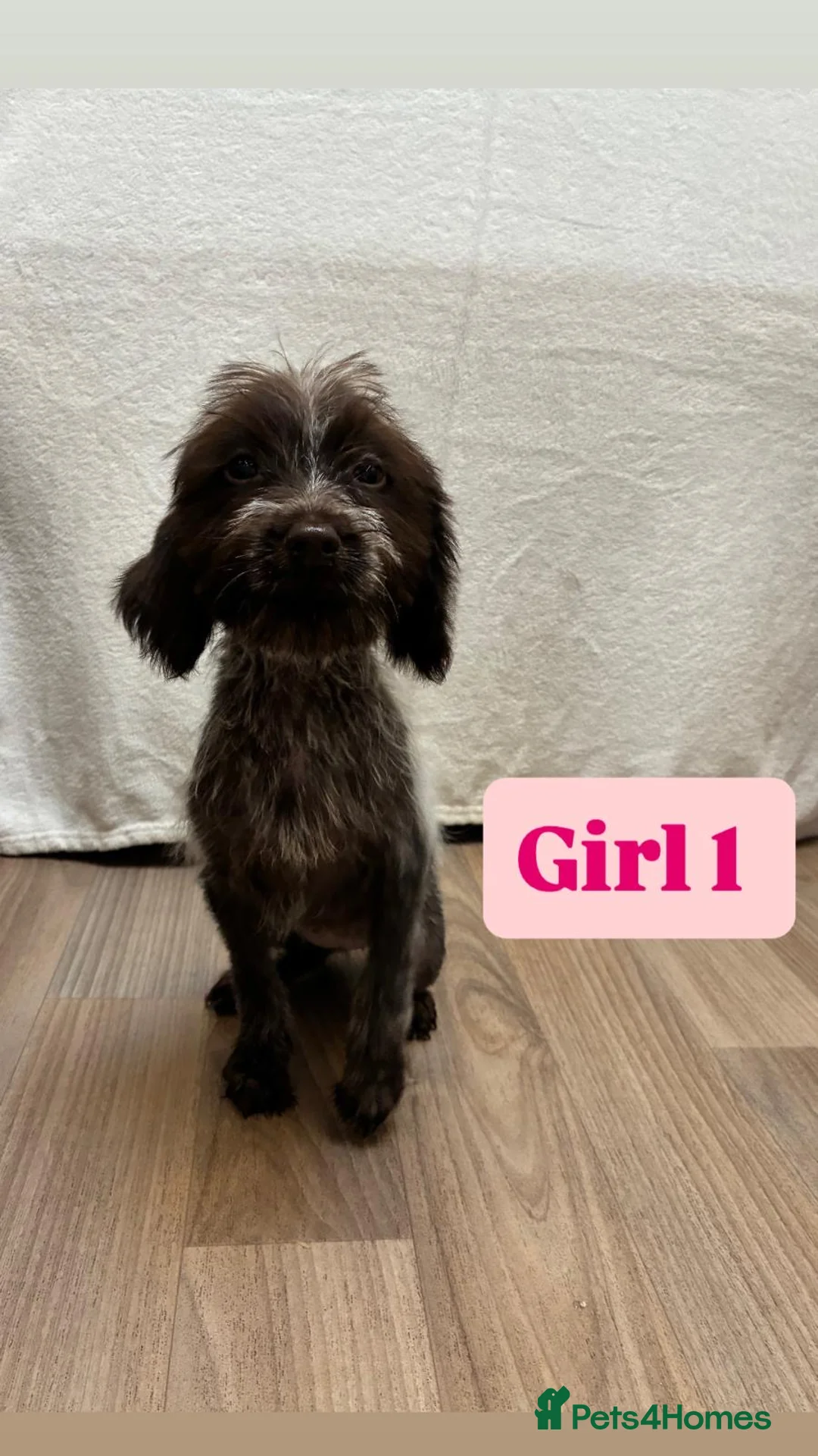 German Wirehaired Pointer dogs for sale: German wire hair pointers for sale - Advert 7