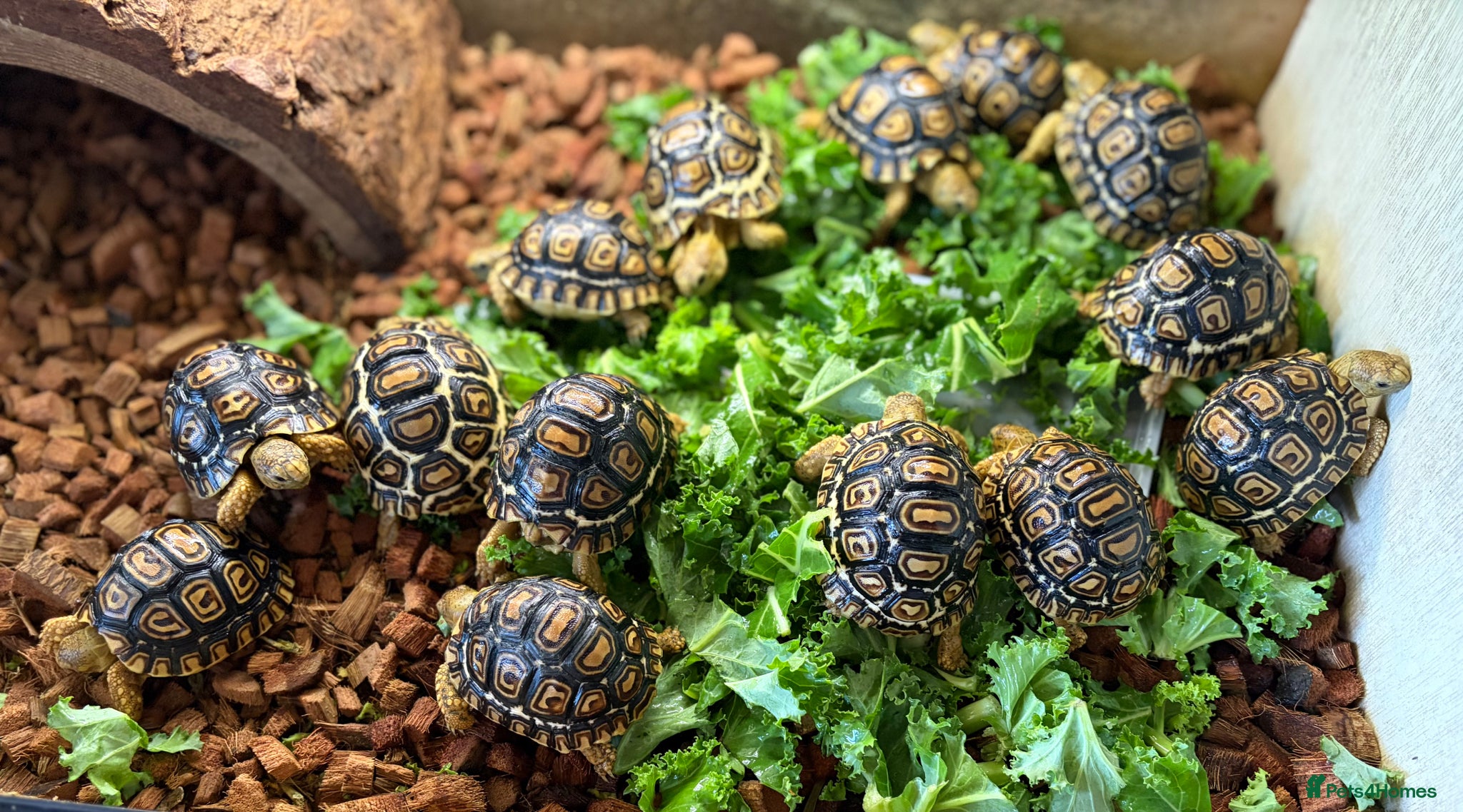 Tortoise reptiles for sale: Leopard Tortoise - Gorgeous Hatchlings  - Advert 10