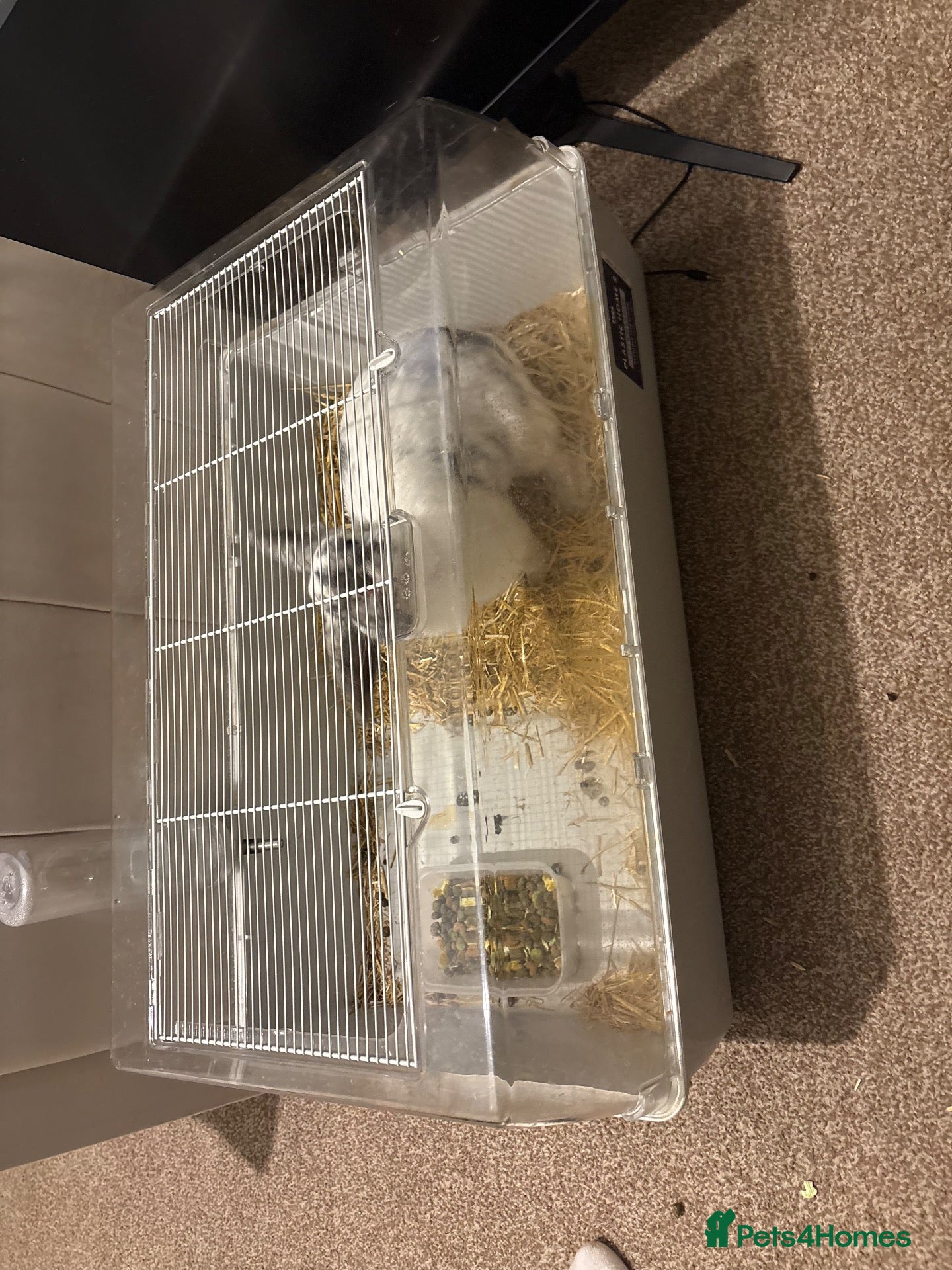 Mixed Breed rabbits for sale: rabbit and cage for sale  - Advert 1