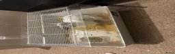 Mixed Breed rabbits for sale: rabbit and cage for sale  in Wolverhampton - Advert 1