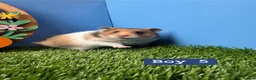 Hamster rodents for sale: Baby Syrian Hamster Girls Boys Pedigree  - Advert 3