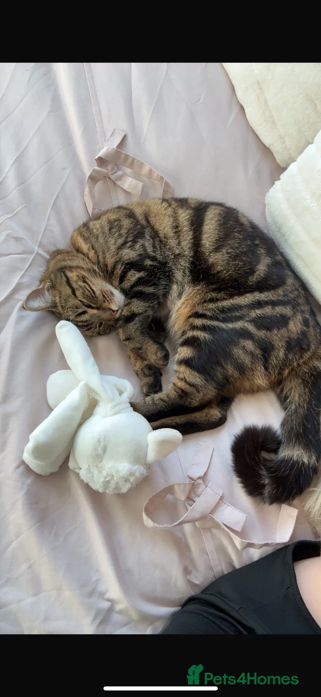 Domestic Shorthair cats for sale: Kitten/cat in Great Yarmouth - Advert 2