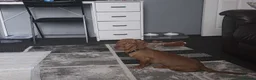 Jackshund dogs for sale: Jack Russell crossed with a Dachshund in Saint Helens - Advert 2