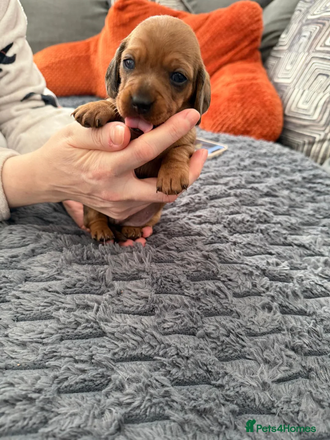 Miniature Dachshund dogs for sale: 4 female miniature dachshunds. - Advert 2