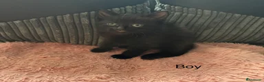 Mixed Breed Kitten 2