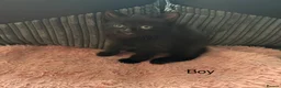 Mixed Breed cats for sale: 3 lovely Kittens for sale  in Wednesbury - Advert 4