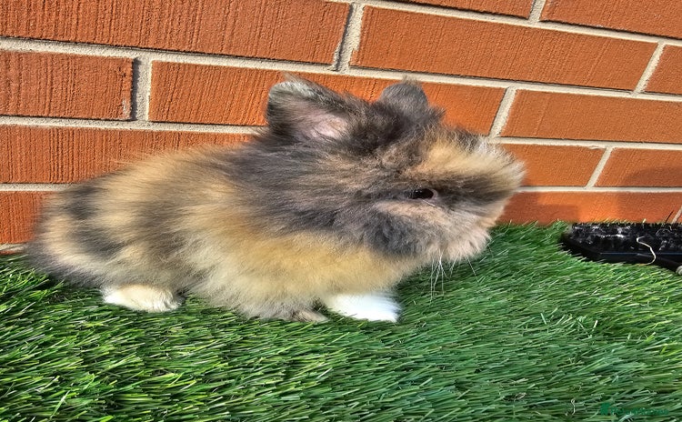 Lionhead rabbits - Advert 10