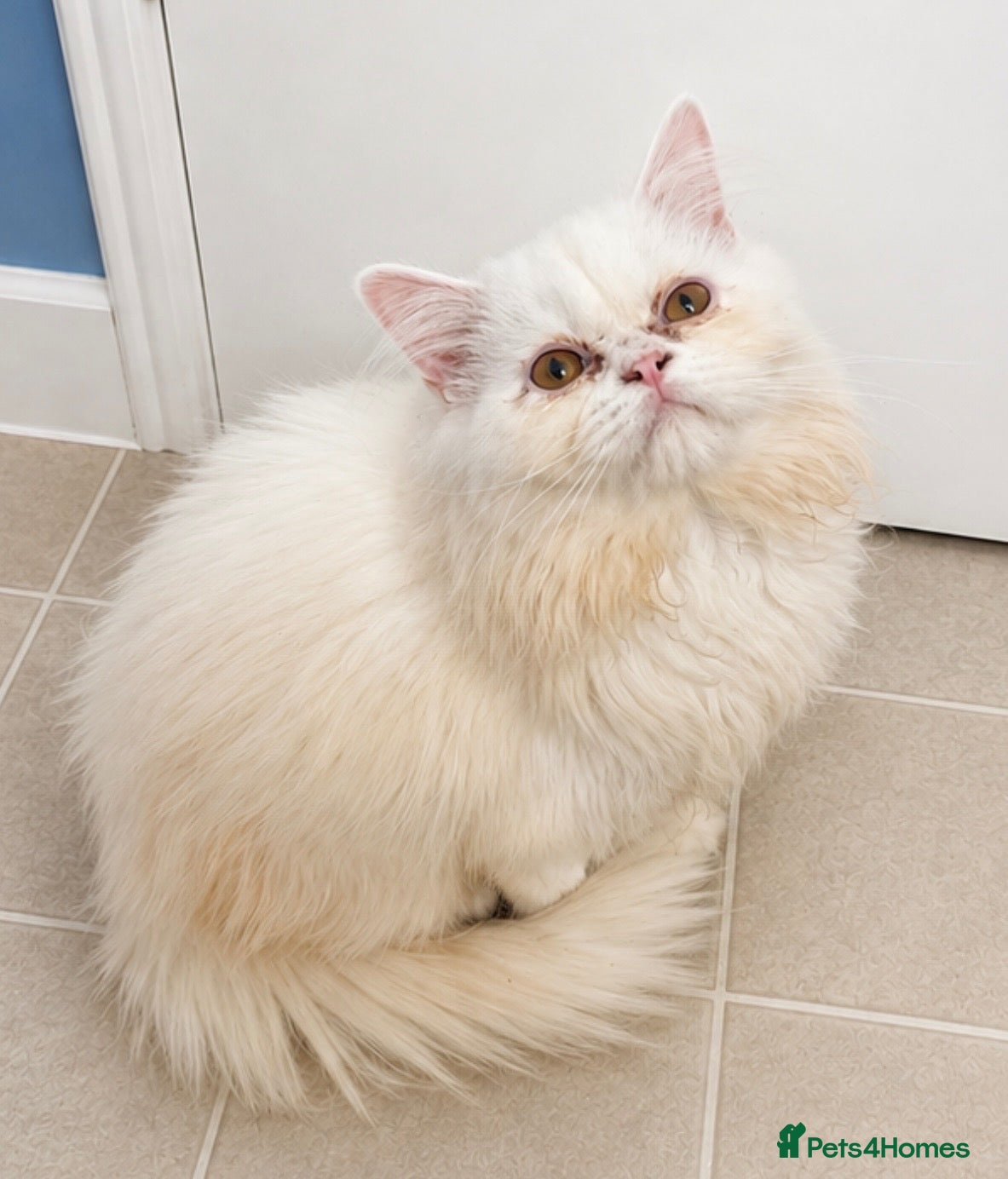 Persian cats Male white/ cream Persian chinchilla  - Advert 4