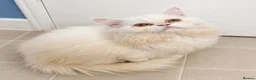Persian cats for sale: Male white/ cream Persian chinchilla  - Advert 1