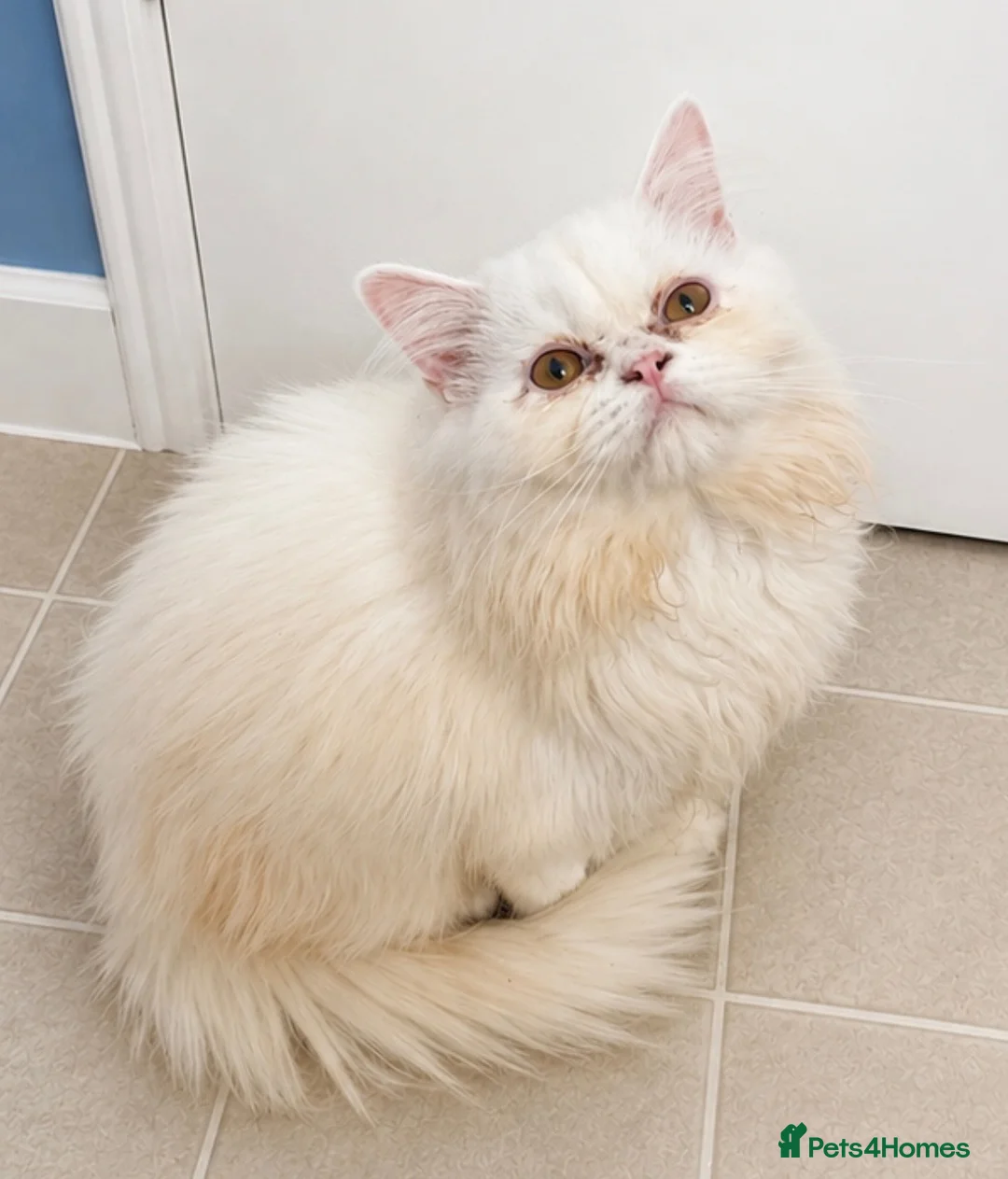 Persian cats for sale: Male white/ cream Persian chinchilla  - Advert 1