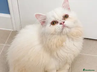 Persian cats Male white/ cream Persian chinchilla - Advert 4
