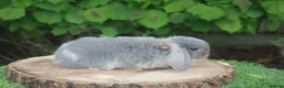 Mini Lop rabbits for sale: Pure bred Mini lop baby rabbits  - Advert 6