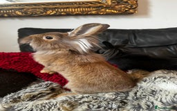 Mixed Breed rabbits for sale: Netherland dwarf and lionhead mixed bunnies - Image 10
