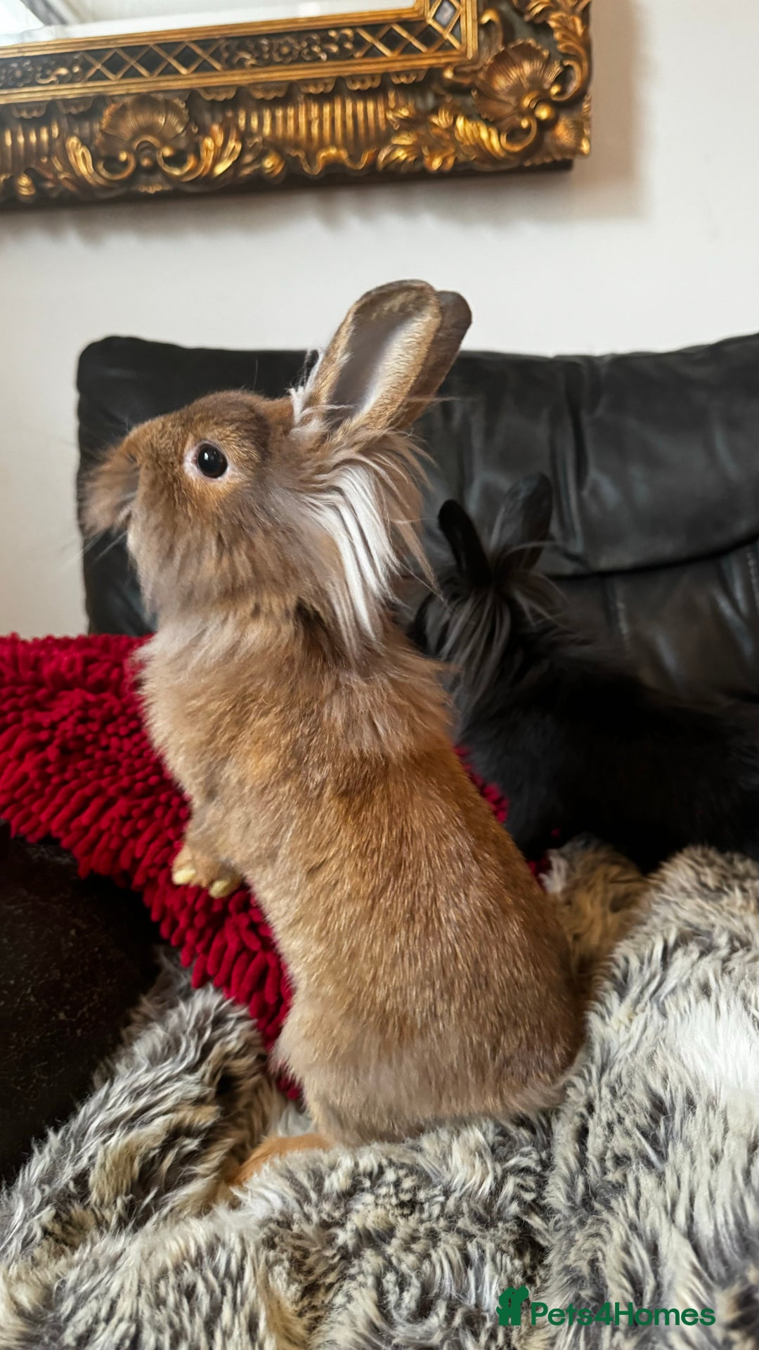 Mixed Breed rabbits for sale: Netherland dwarf and lionhead mixed bunnies - Image 10