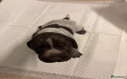 German Shorthaired Pointer dogs for sale: Mischew’s puppies - Image 5