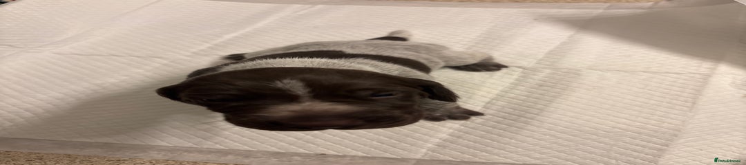 German Shorthaired Pointer Puppy 2