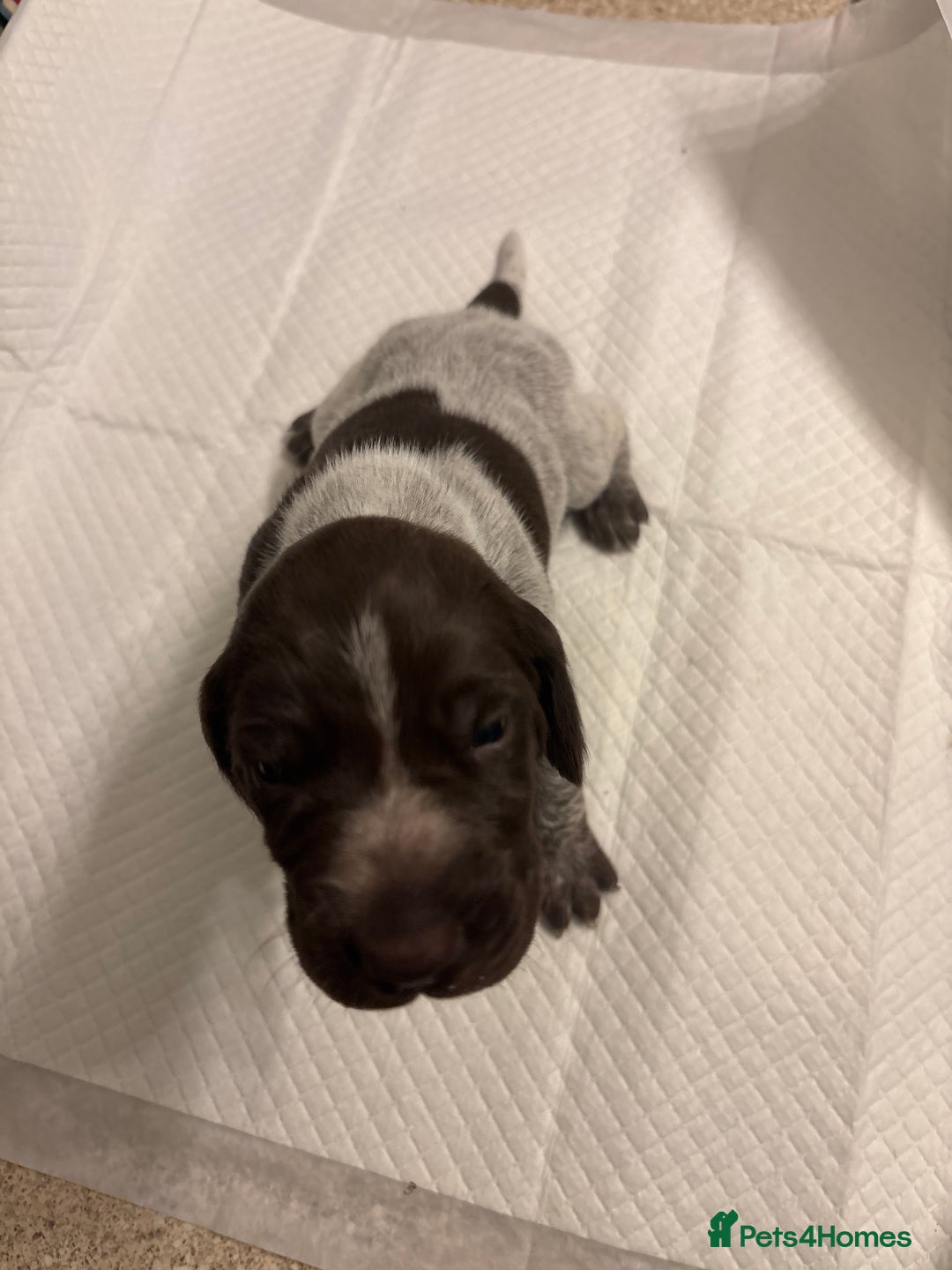 German Shorthaired Pointer dogs for sale: Mischew’s puppies - Image 5