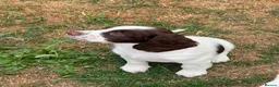English Springer Spaniel dogs for sale: HEALTH TESTED QUALITY ENGLISH SPRINGER SPANIELS  - Advert 11