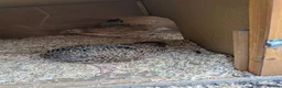 Quail poultry for sale: Quail Roos/ Males for sale. Mixed colours in Llangollen - Advert 9