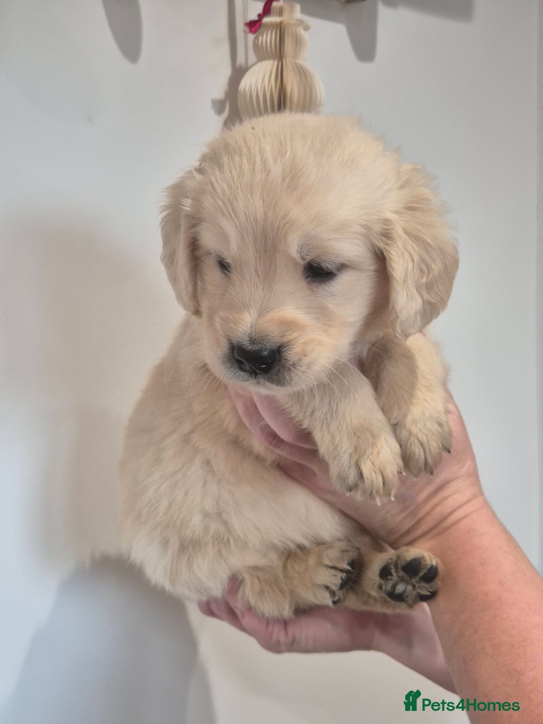 Golden Retriever dogs for sale: Golden Retriever Puppies - Advert 3