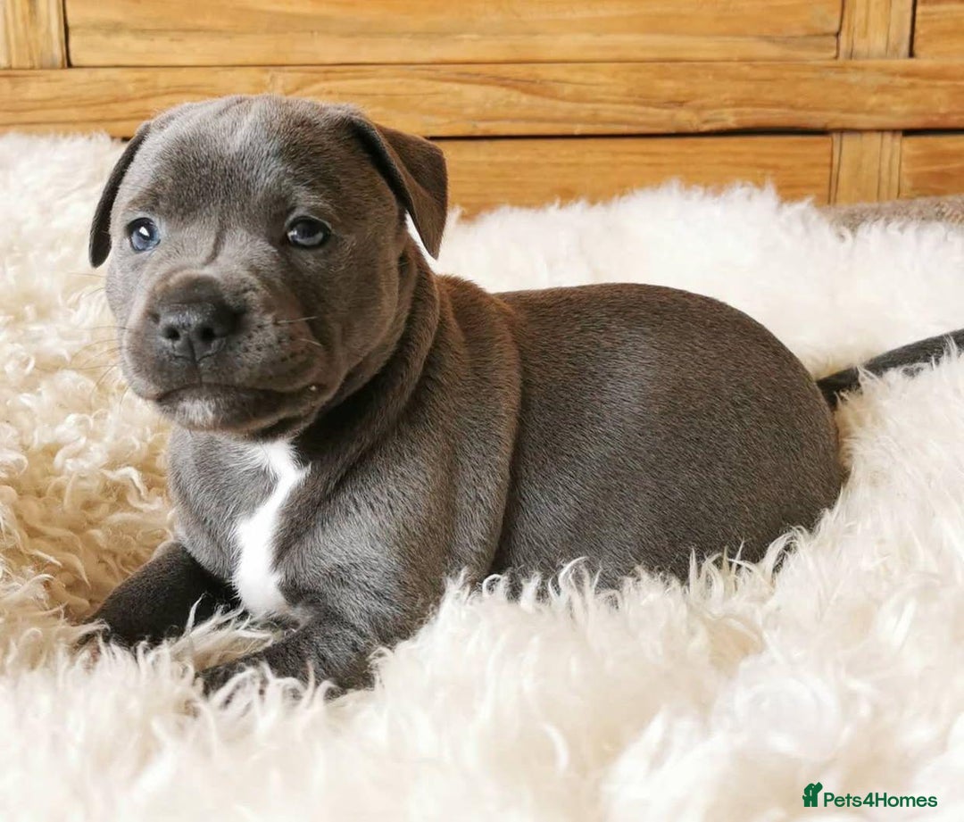 Staffordshire Bull Terrier dogs for sale: Perfect Pure Staffordshire Bull Terrier Puppies - Image 3