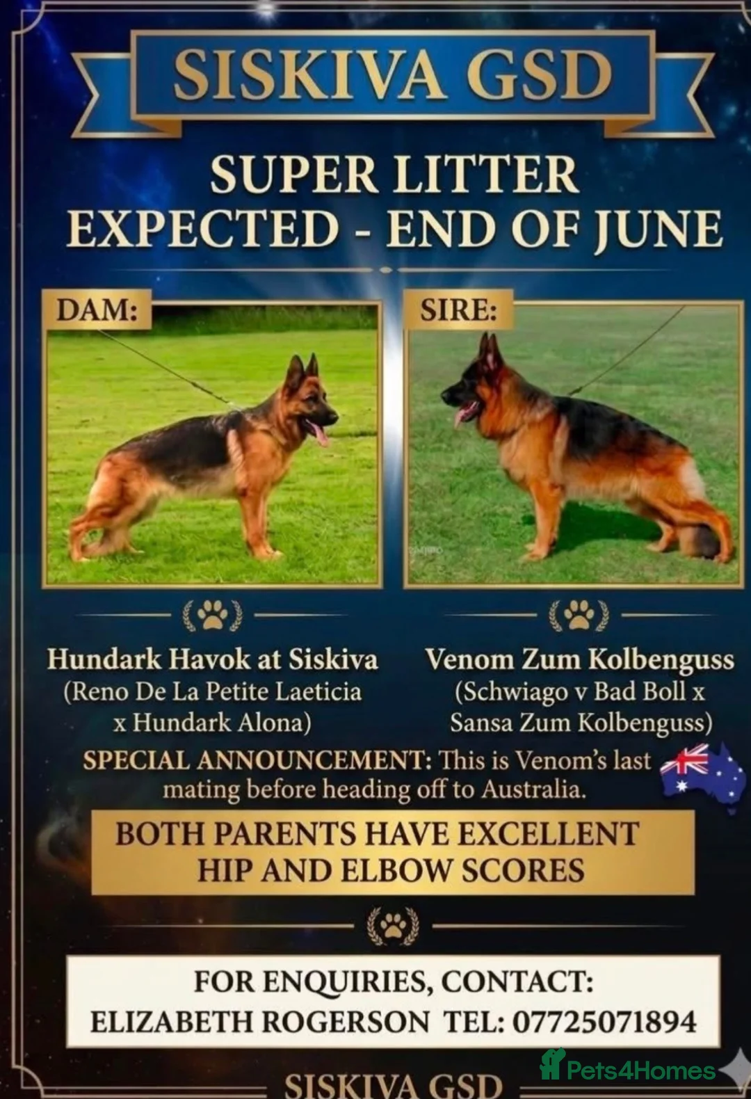 German Shepherd dogs for sale: German Shepard Super Litter! - Advert 2