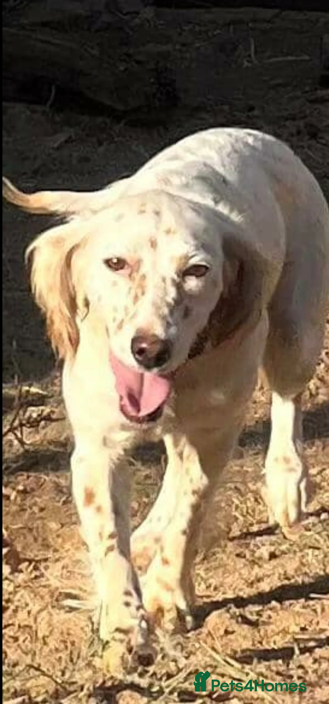 English Setter dogs for adoption: Angel in Staines - Advert 2