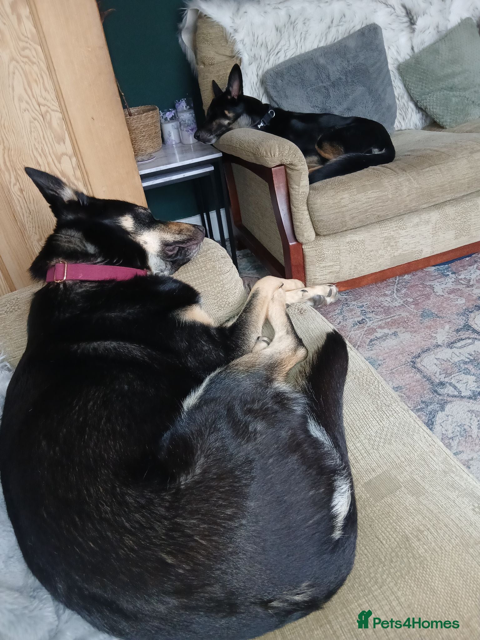 Mixed Breed dogs German shepard cross collie  - Advert 10
