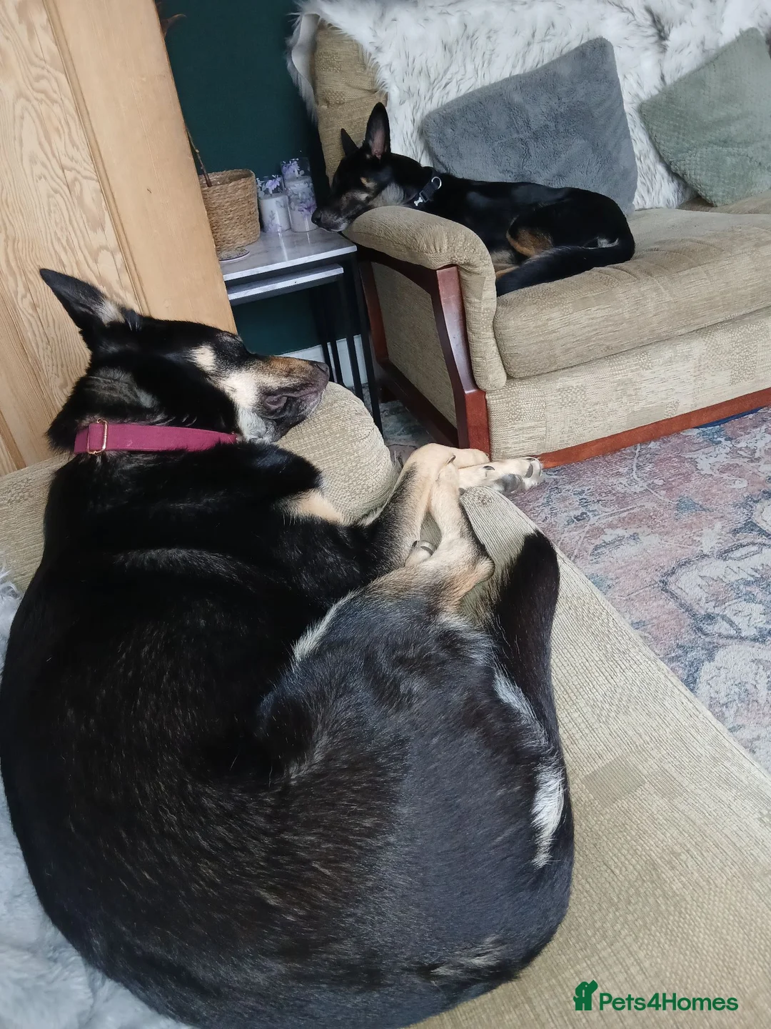 Mixed Breed dogs for sale: German shepard cross collie  - Advert 1