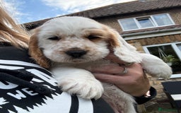 Cocker Spaniel dogs for sale: Stunning show cocker spaniels  - Image 4