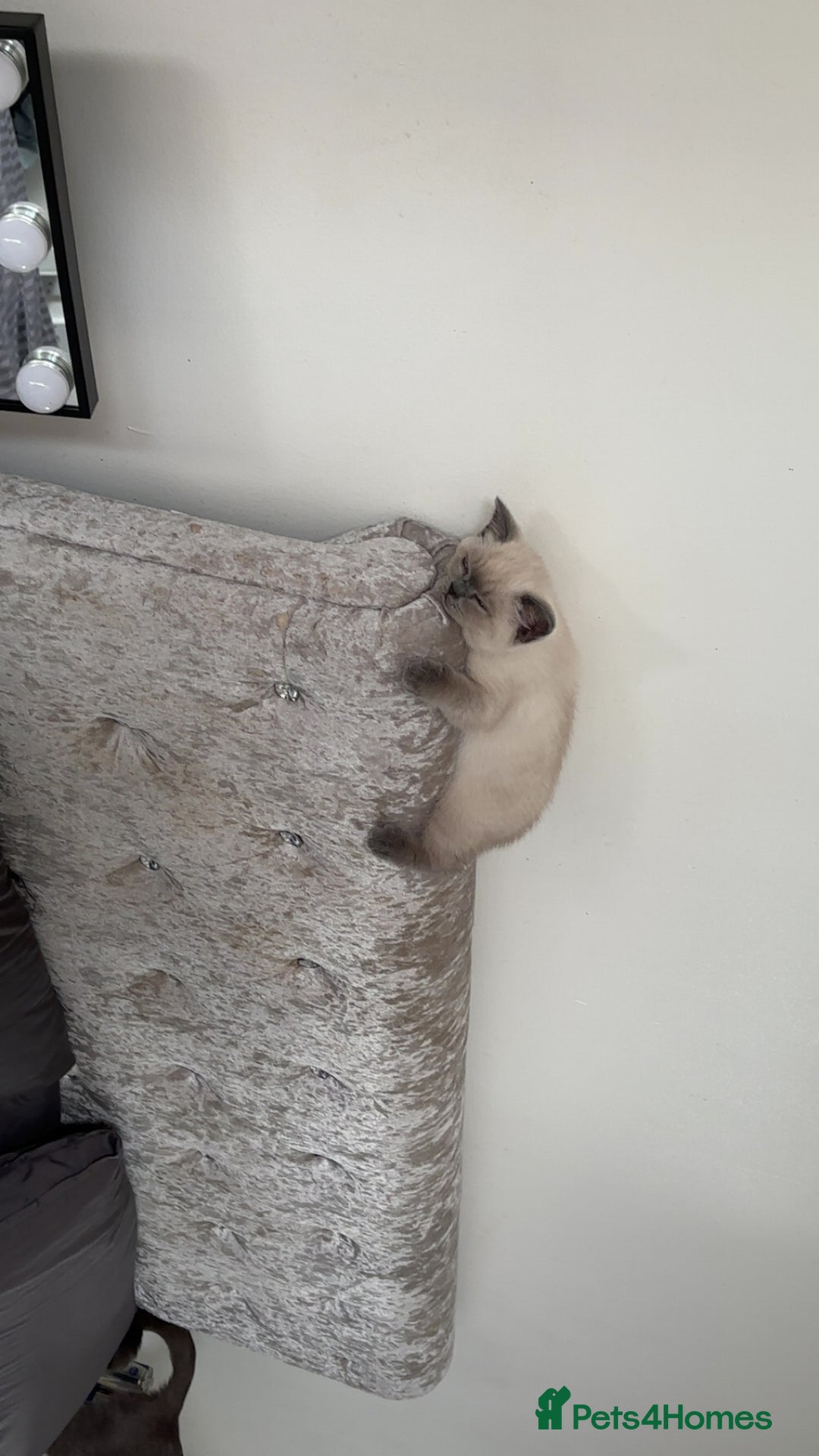 British Shorthair cats for sale: Pure breed British shorthairs  - Image 11