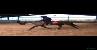 Irish Thoroughbred horses - Advert 1