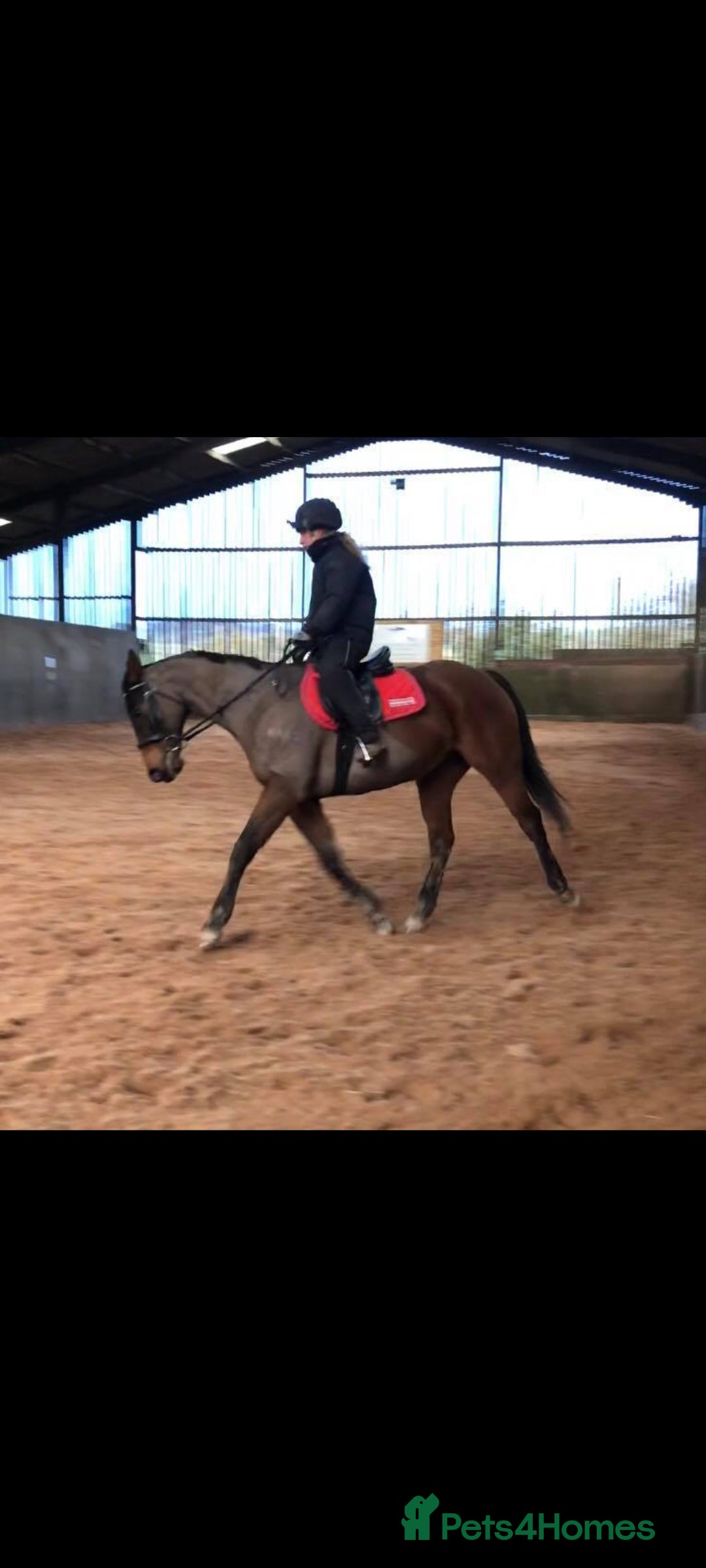 Irish Thoroughbred horses for sale: Easy Going Thoroughbred (Harry) - Image 2