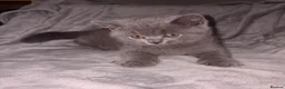 British Shorthair cats for sale: Chunky Pedigree British Shorthair Kittens - Advert 6
