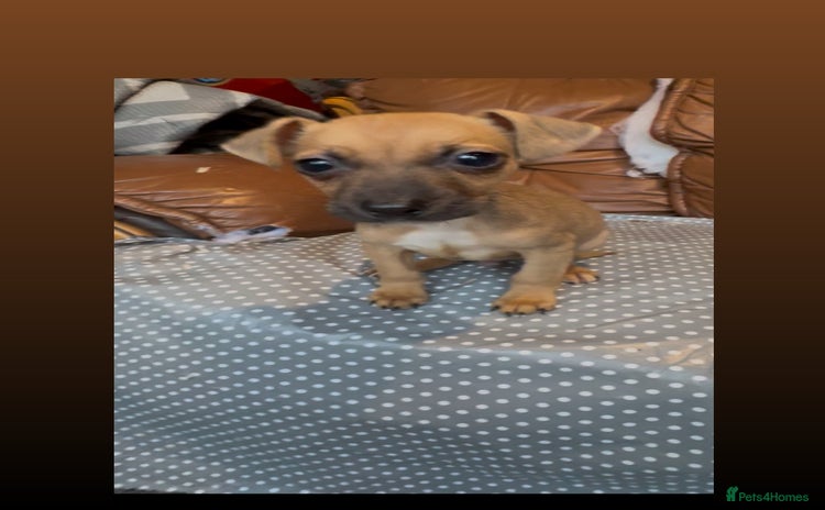 Jack Russell dogs - Advert 15