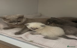 British Shorthair cats for sale: British shorthair kittens  - Image 13