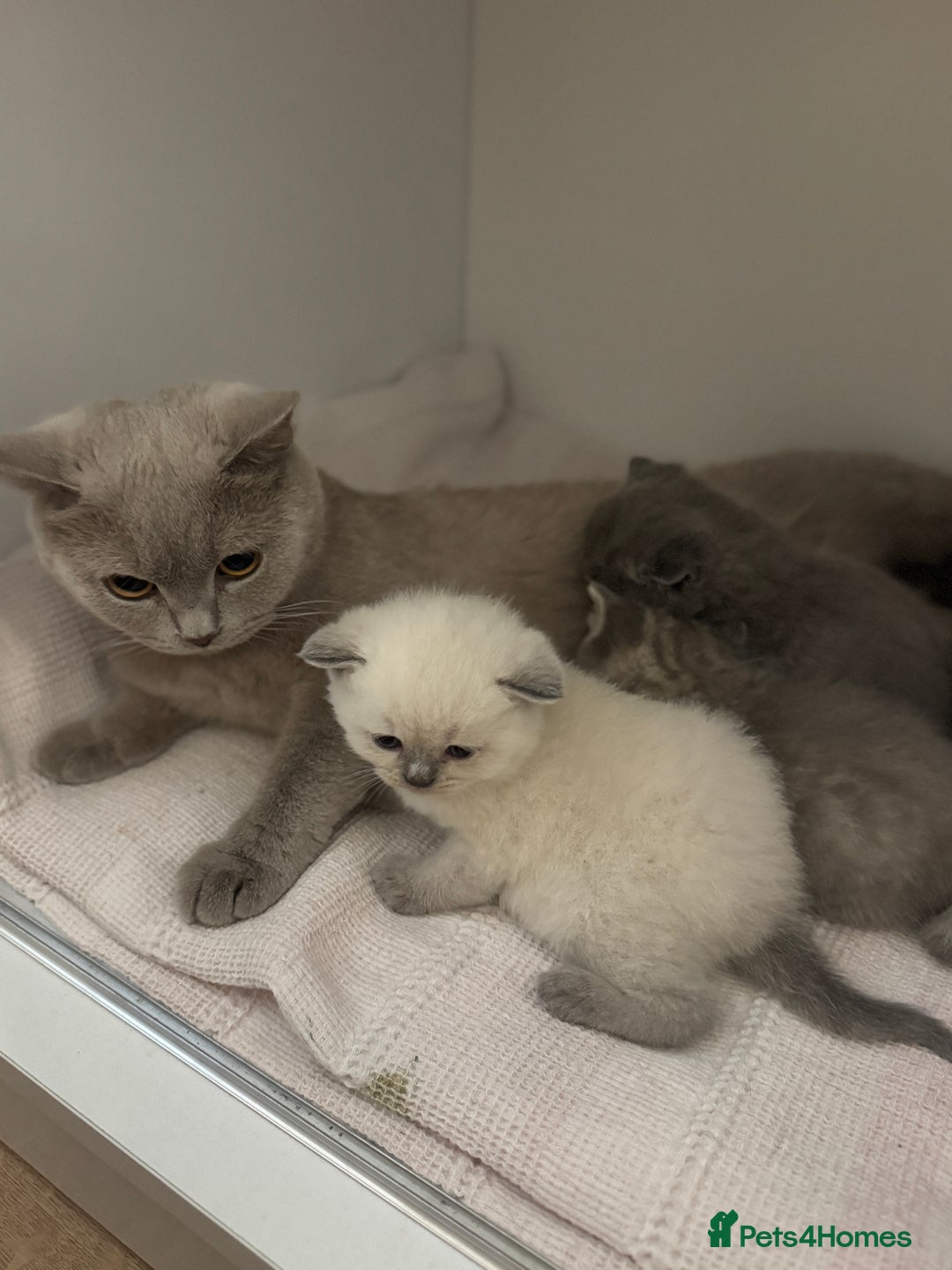 British Shorthair cats for sale: British shorthair kittens  - Image 13