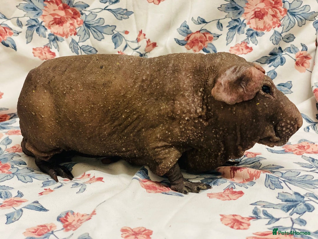 Guinea Pig rodents for sale: Skinny pig, werewolf and Baldwin breeder - Advert 5